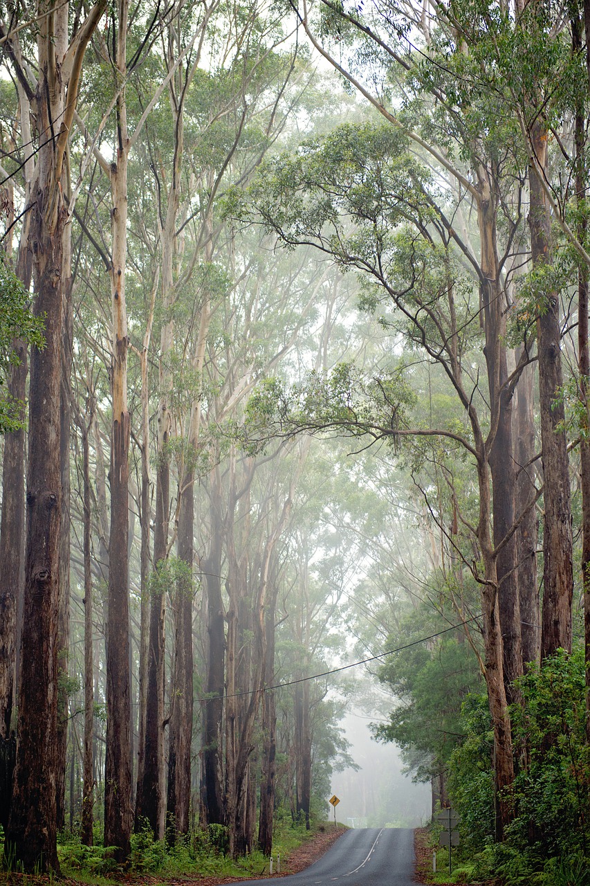 trees, nature, outdoors-5385056.jpg